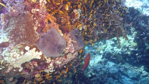 Tropical Fish On Vibrant Coral Reef