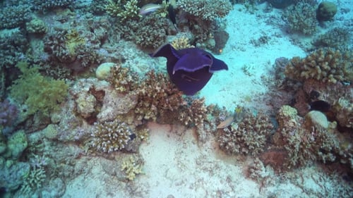 Tropical Fish On Vibrant Coral Reef