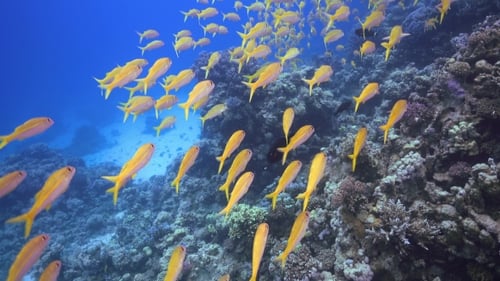 Tropical Fish On Vibrant Coral Reef
