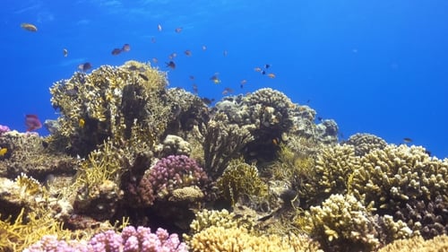 Peixes tropicais em recifes de corais vibrantes