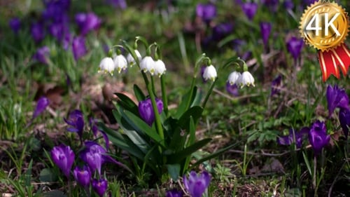 Spring Snowflake Flowers, Leucojum Vernum, Group