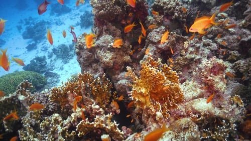 Tropical Fish On Vibrant Coral Reef