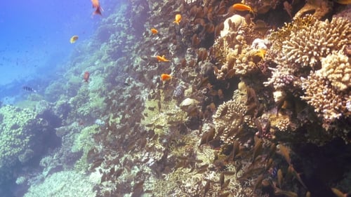 Tropical Fish On Vibrant Coral Reef