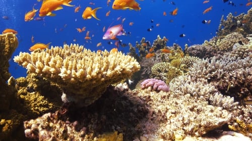 Tropical Fish On Vibrant Coral Reef