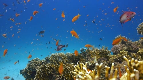 Tropical Fish On Vibrant Coral Reef