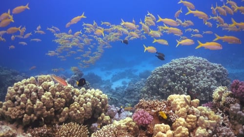 Tropical Fish On Vibrant Coral Reef