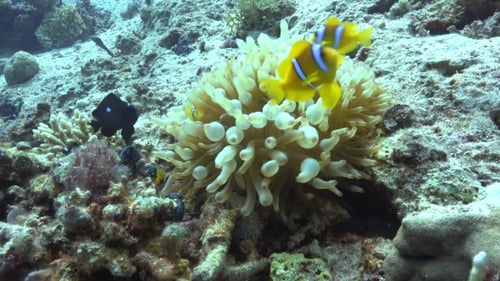 Clown Anemonefish On Coral Reef