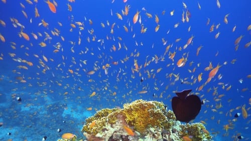 Tropical Fish On Vibrant Coral Reef