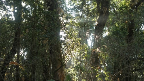 Tree In Forest