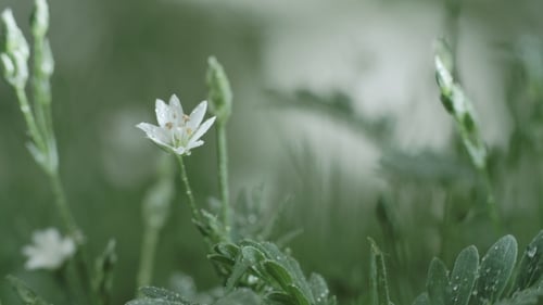 Morning Dew On White Wild Flower