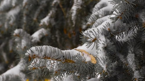 Snowy Pine Tree Bough on a Winter Day