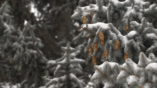 Snowy Pine Tree Branches in Winter Forest