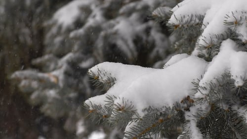 Snow Covered Pine Tree Branches in Winter