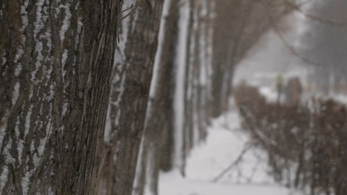 Winter Walkway. Snowfall In The City, a Pedestrian Walkway With Trees