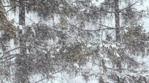 Heavy Snowfall In The City