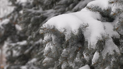 Snow Falling on Branch of Pine Tree
