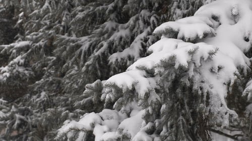 Snow Falling on Evergreen Trees in Winter