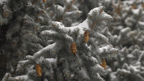 Snow Falling on Evergreen Branches and Pinecones