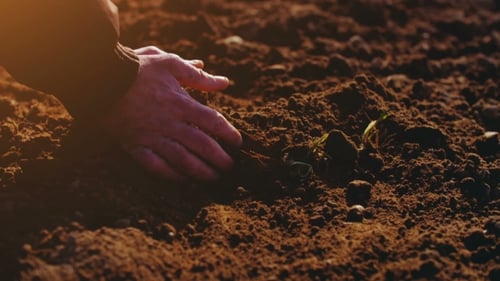 Farmer Examining Soil. Agriculture Background.