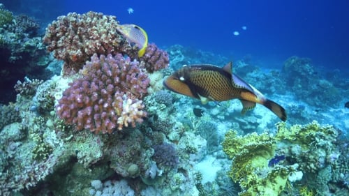 Tropical Fish On Vibrant Coral Reef