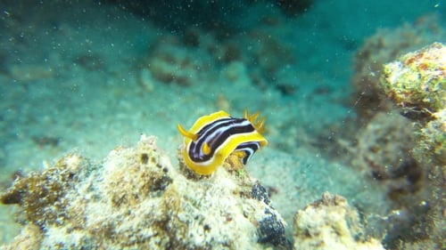 Vibrant Sea Slug On Coral Reef