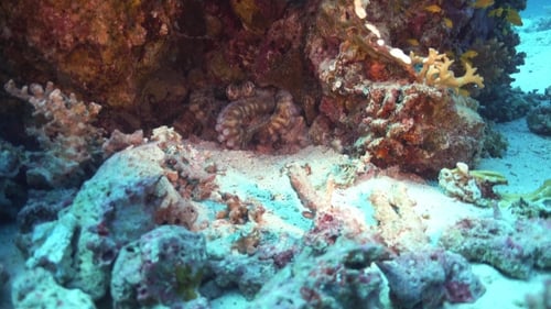 Oktopus am Korallenriff
