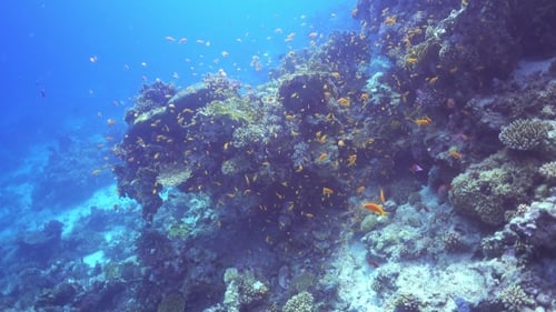 Tropical Fish On Vibrant Coral Reef