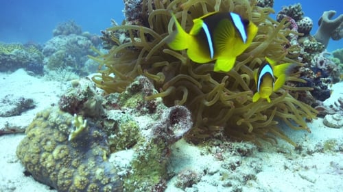 Clown Anemonefish On Coral Reef