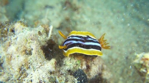 Vibrant Sea Slug On Coral Reef