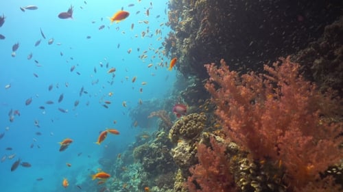 Tropical Fish On Vibrant Coral Reef
