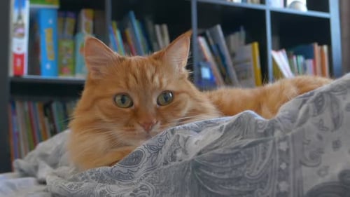 Ginger Tabby Cat Lying on a Blanket