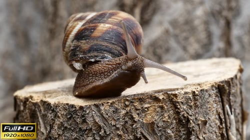 Brown Snail Exploring a Textured Tree Stump