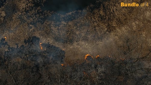 Burning Forest