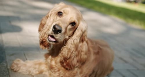 Joyeux chien lors d'un pique-nique de fin de semaine