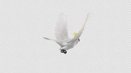 White Parrot - Mathews Cockatoo - Sulfur Crested - Flying Loop - Back Angle - Alpha Channel
