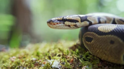 La boa constrictora yace en la hierba y levanta lentamente la cabeza