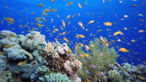 Colorful Fish Swimming Around a Coral Reef