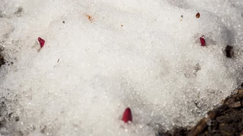 Red Flower Buds Emerging from Melting Snow