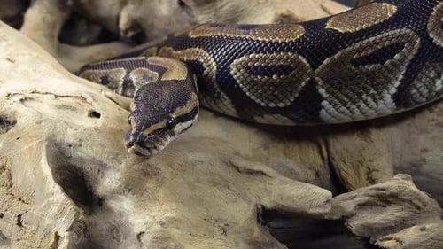 Python real o Python Regius sobre un enganche de madera sobre fondo negro. De cerca
