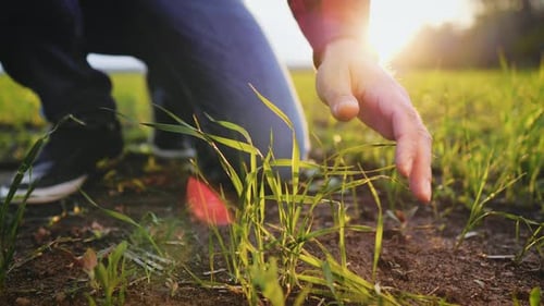 Farmer Hand Touches Green Wheat Crop Germ Agriculture Industry