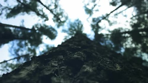 Looking Up at Tall Tree Canopy in Forest