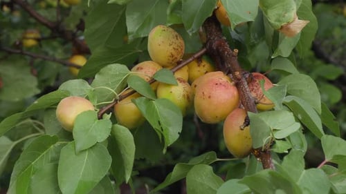 Ripe Apricots Growing on Tree Branch