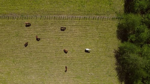 Horses Graze In The Meadow