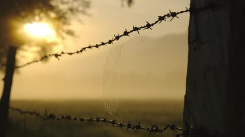 Barbed Wire Fence and Spiderweb at Sunrise