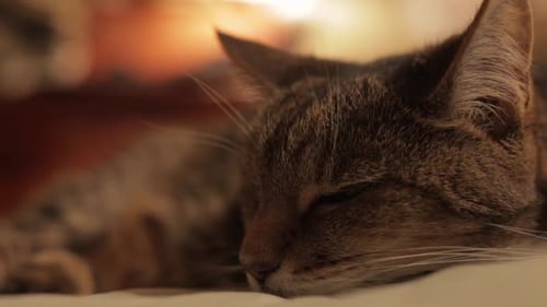 Brown cat blinks eyes open and closed while laying head down, closeup