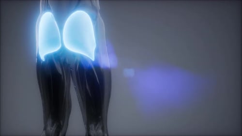 3D Animated Human Gluteus Maximus Muscles Anatomy Visualization