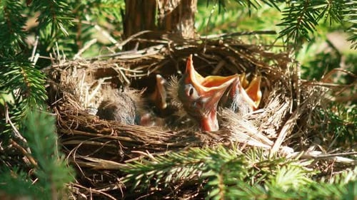 Hungry Baby Birds in a Twig Nest
