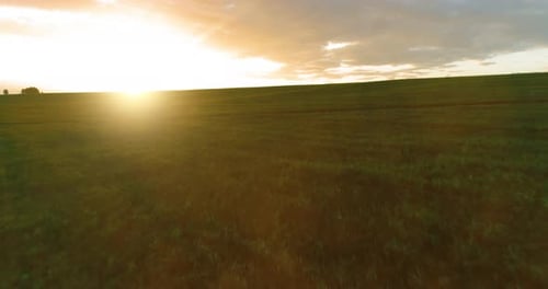 Flight Above Rural Summer Landscape with Endless Yellow Field at Sunny Summer Evening
