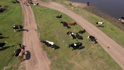 Aerial Drone Shot of Cows Grazing on Pasture Landscape