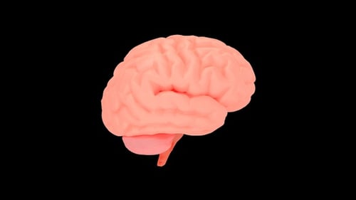 3D Rotating Human Brain Medical Animation